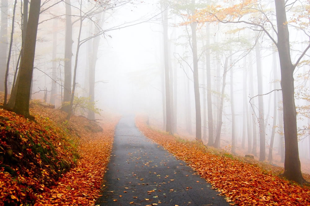 Odes to Autumn: Poems For The Season